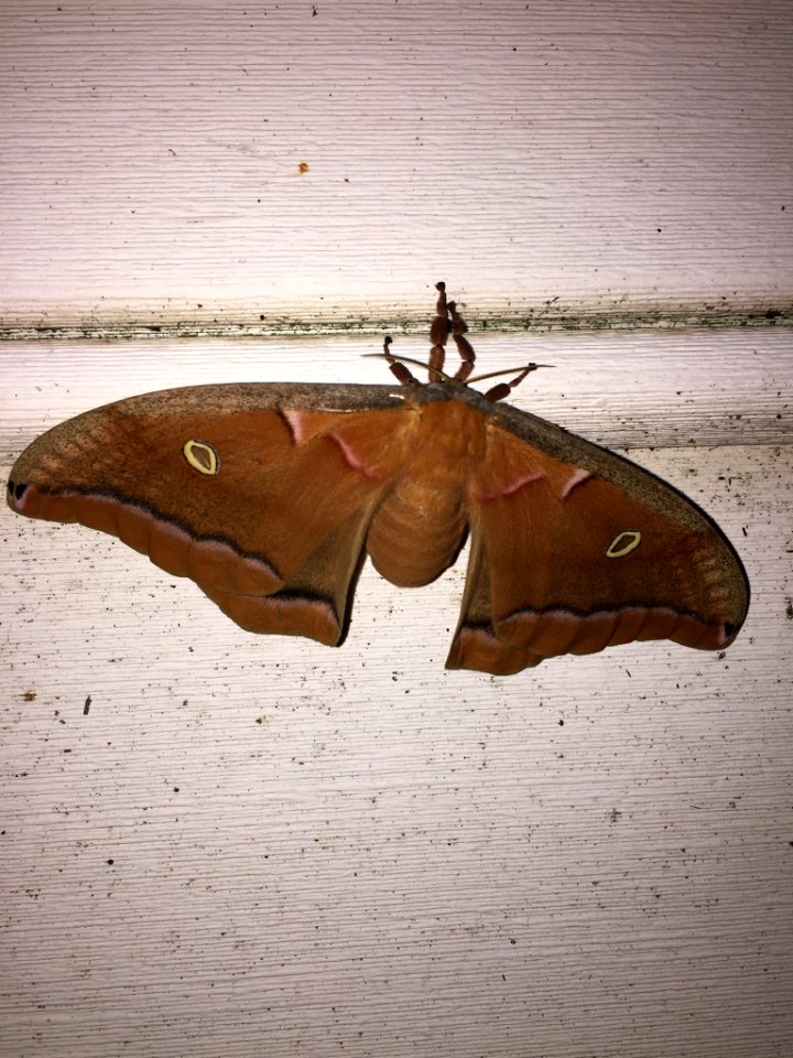 Polyphemus Moth Durham NC