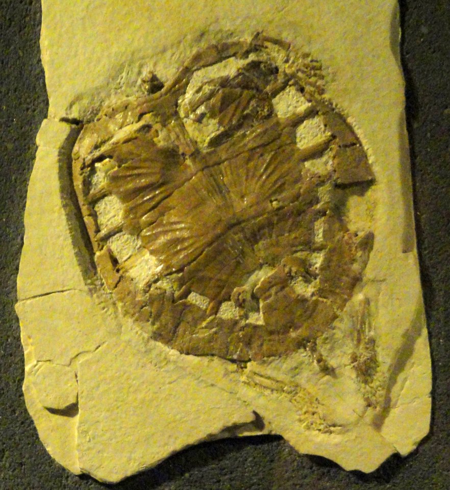 Plesiochelys latiscutata - Naturmuseum Senckenberg - DSC02231