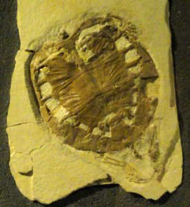 Plesiochelys latiscutata - Naturmuseum Senckenberg - DSC02231
