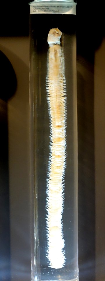 Polyodontes maxillosus, Ranzani, 1817 - Museum fur Naturkunde, Berlin - DSC00136