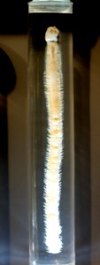Polyodontes maxillosus, Ranzani, 1817 - Museum fur Naturkunde, Berlin - DSC00136