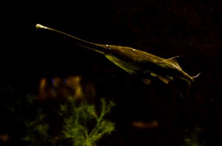 Polyodon spathula Aquarium Liège 30012016 2 photo