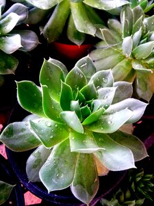 Green garden gardening