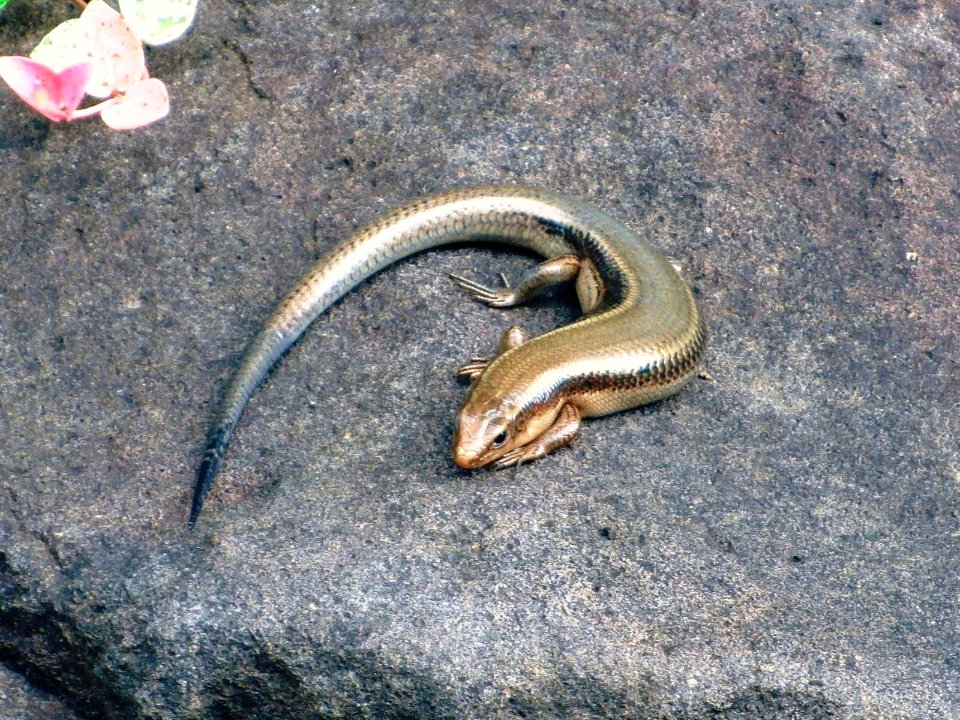 Plestiodon japonicus
