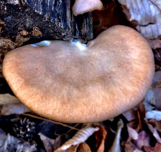 Pleurotus ostreatus 109117657