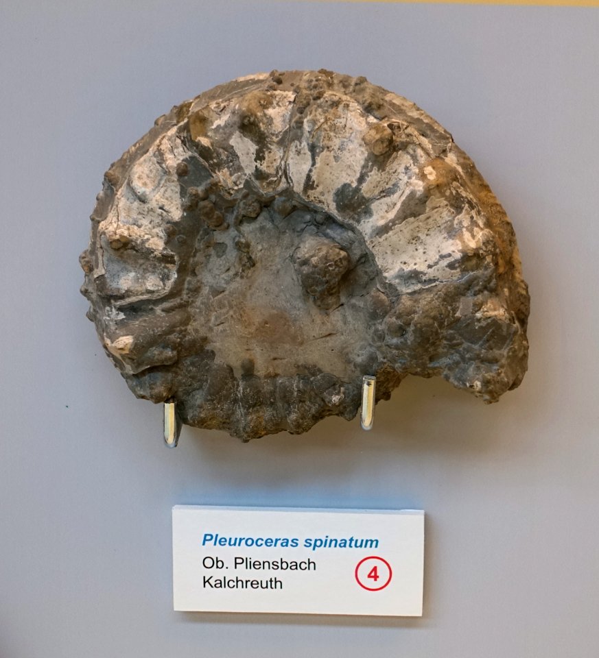 Pleuroceras spinatum - Naturhistorisches Museum Nürnberg - Nuremberg, Germany - DSC04160