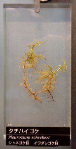 Pleurozium schreberi - National Museum of Nature and Science, Tokyo - DSC06833