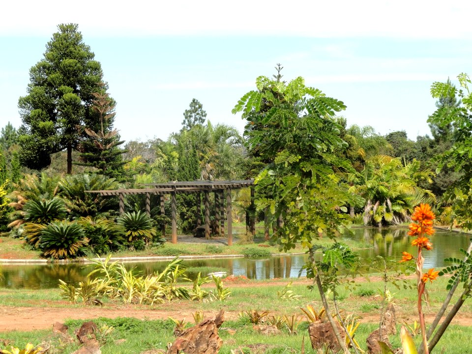 Pond - Jardim Botânico de Brasília - DSC09733