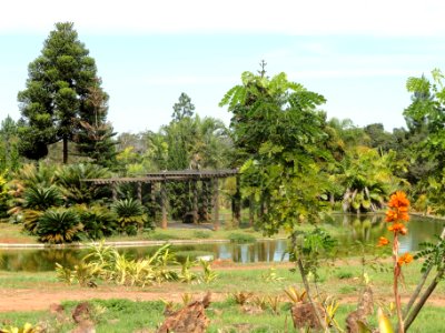 Pond - Jardim Botânico de Brasília - DSC09733 photo