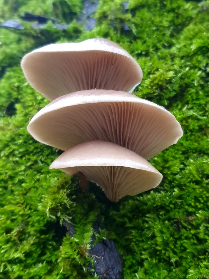 Pleurotus ostreatus 108702222