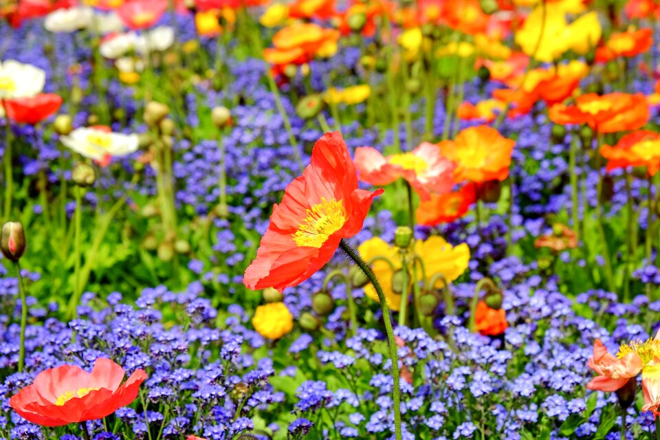 Bloom red field