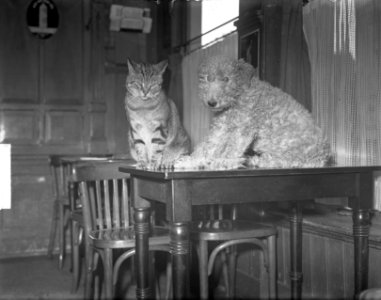 Poes en hond dierendag, Bestanddeelnr 904-2266
