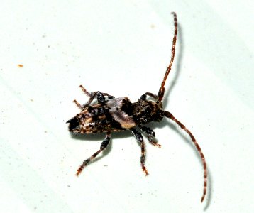 Pogonocherus-hispidus-03-fws