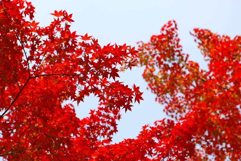 Foliage maple leaves nature
