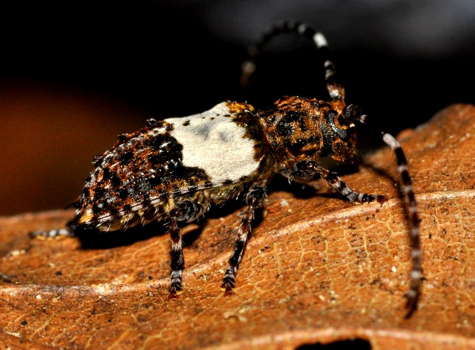 Pogonocherus-hispidulus-02-fws