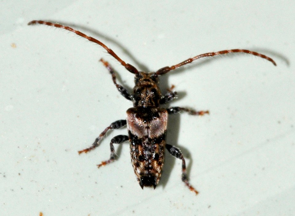 Pogonocherus-hispidus-02-fws