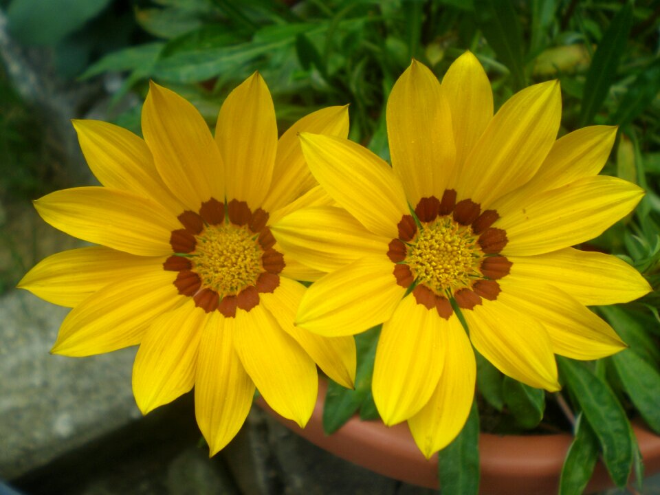 Green yellow phytotherapy