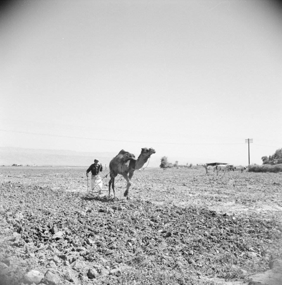 Ploegende boer met een kameel in de omgeving van Jericho, Bestanddeelnr 255-5636