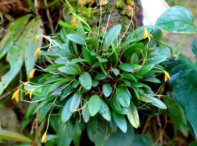 Pleurothallis barboselloides - Marie Selby Botanical Gardens - Sarasota, Florida - DSC00988