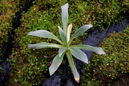 Pleurophyllum hookeri at the Sub Antarctic Plant House, Royal Tasmanian Botanical Gardens 01