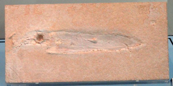 Plesioteuthis prisca - Royal Ontario Museum - DSC00002