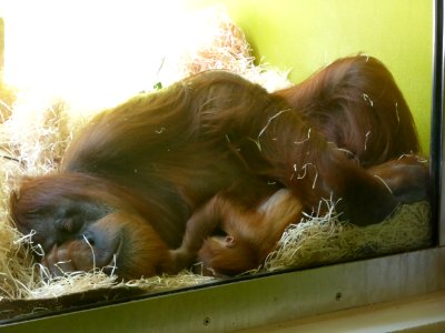 Pongo-abelii