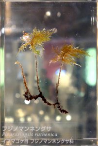 Pleuroziopsis ruthenica - National Museum of Nature and Science, Tokyo - DSC07515