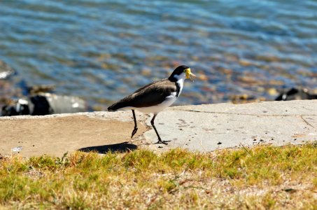 Plover-Devonport-20070325-017