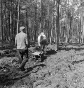 Ploegen, paarden, Bestanddeelnr 169-0356