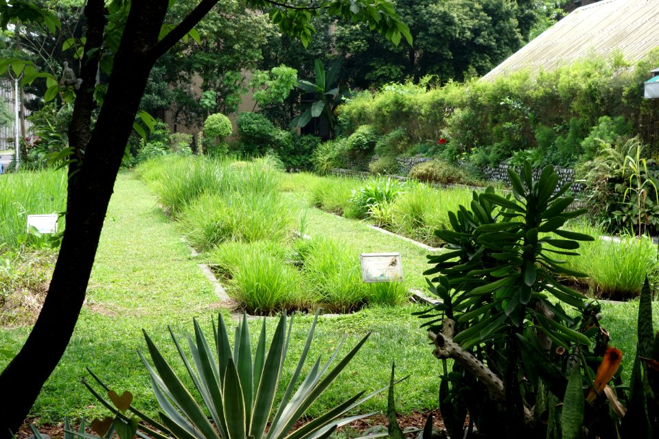 Ponlai rice - National Taiwan University - DSC01103
