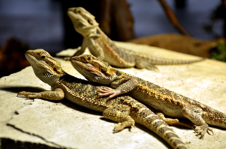 Pogona Genève 24102014 B 1