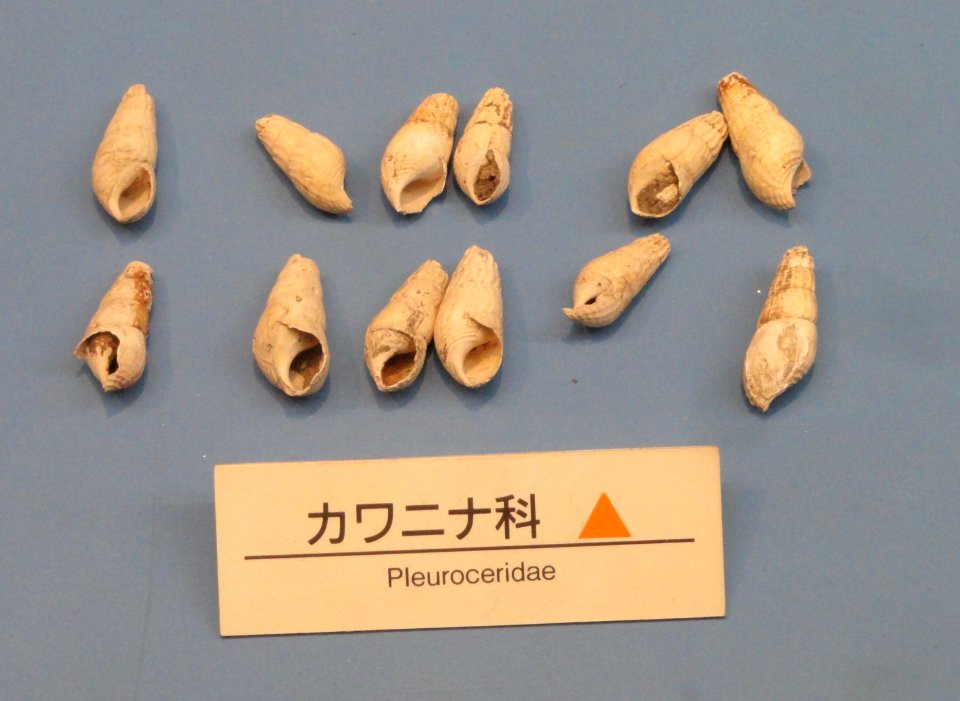 Pleuroceridae - Osaka Museum of Natural History - DSC07744