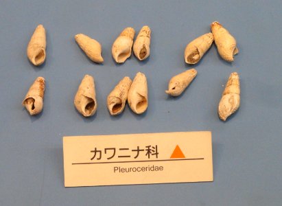 Pleuroceridae - Osaka Museum of Natural History - DSC07744 photo