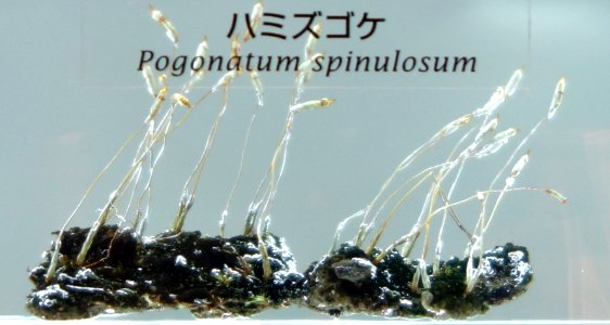 Pogonatum spinulosum - National Museum of Nature and Science, Tokyo - DSC07600