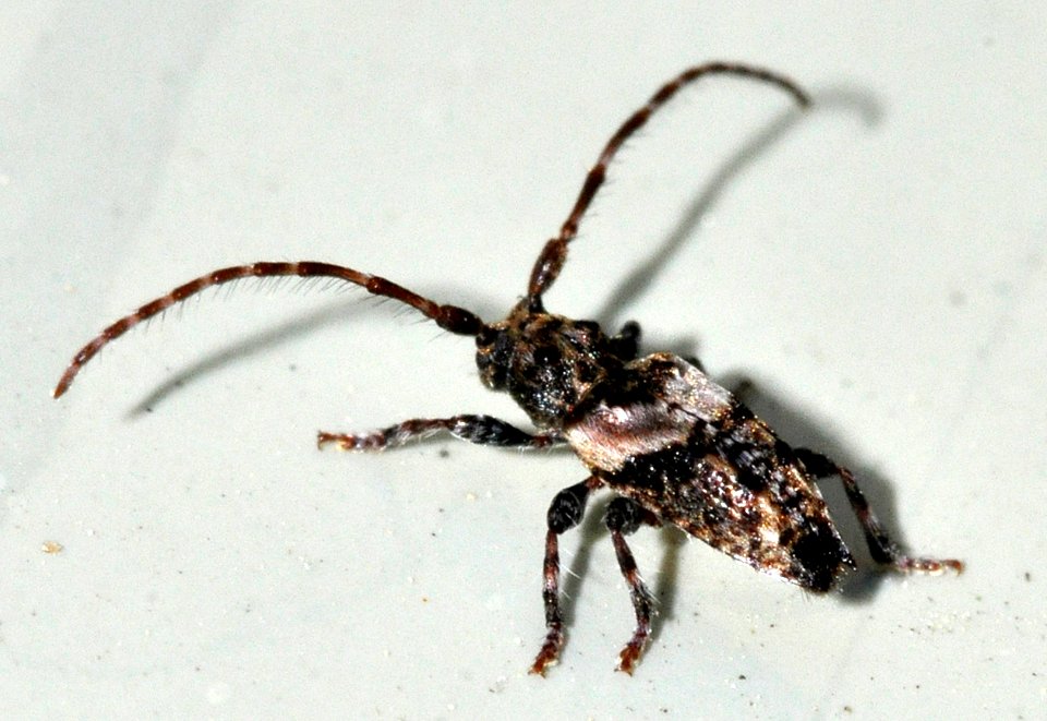 Pogonocherus-hispidus-05-fws