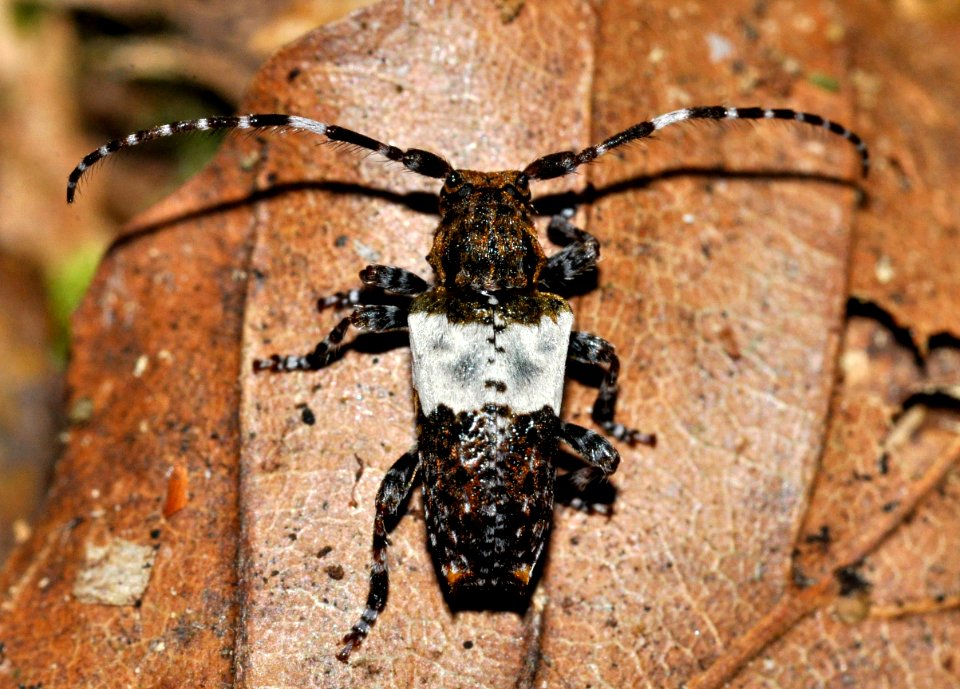 Pogonocherus-hispidulus-01-fws