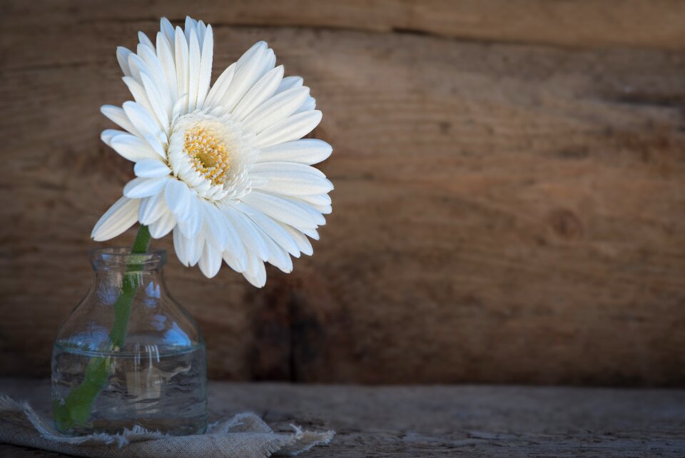 Bloom petals white