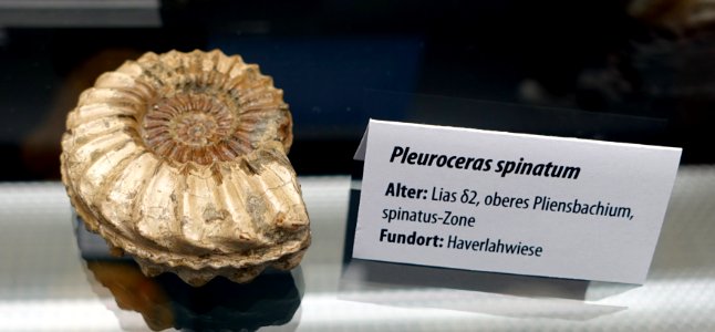 Pleuroceras spinatum - Naturhistorisches Museum, Braunschweig, Germany - DSC05123