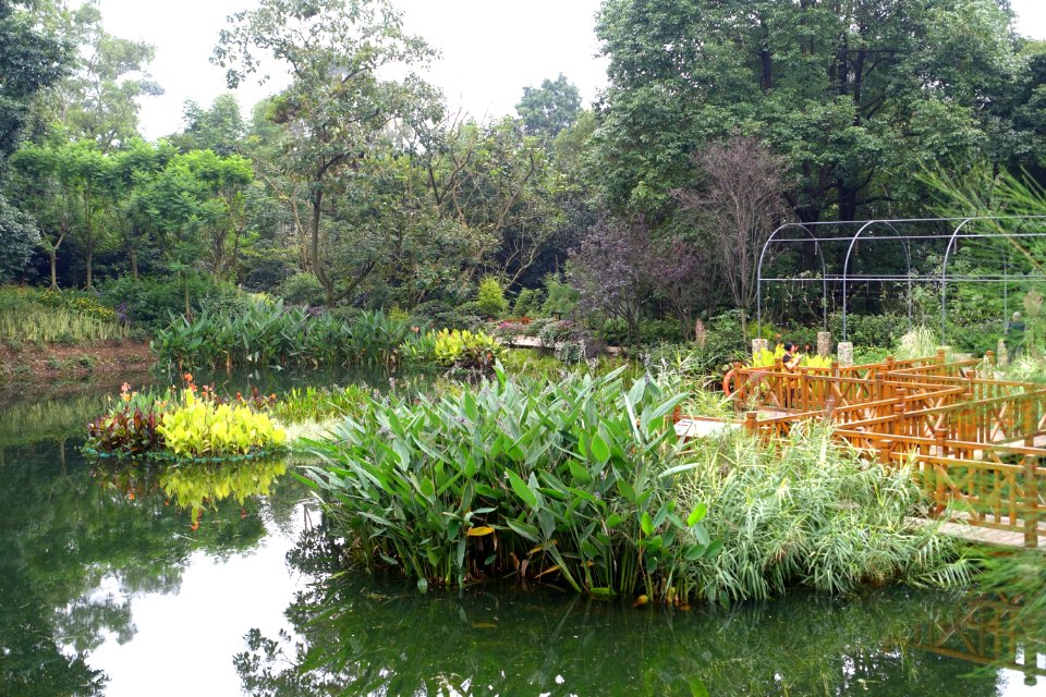 Pond - Chengdu Botanical Garden - Chengdu, China - DSC03695