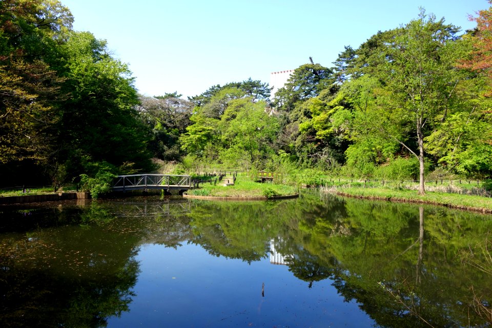 Pond - Institute for Nature Study, Tokyo - DSC02096