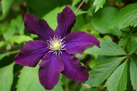 Summer purple flower violet flowers photo