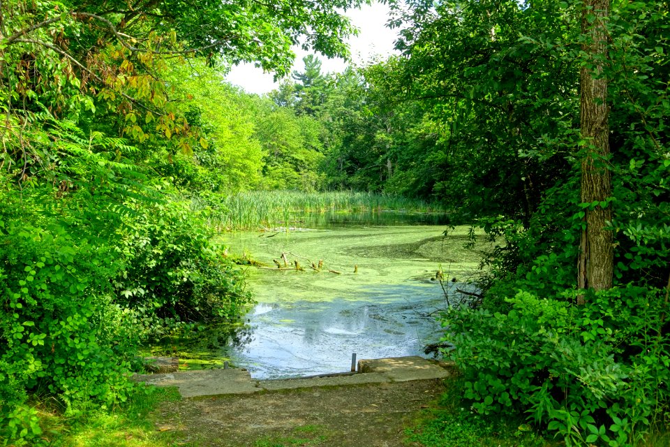 Pond - Benson Park - Hudson, New Hampshire - DSC07546