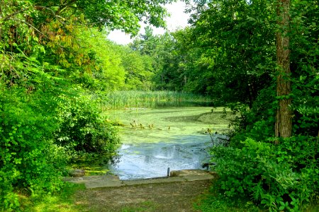 Pond - Benson Park - Hudson, New Hampshire - DSC07546