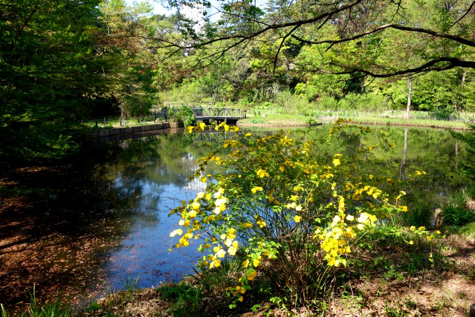 Pond - Institute for Nature Study, Tokyo - DSC02093