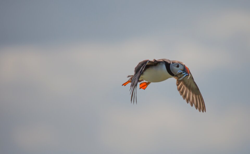 Wildlife feathers flying