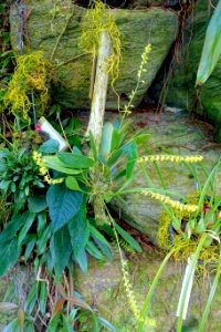 Pleurothallis racemiflora - Marie Selby Botanical Gardens - Sarasota, Florida - DSC00991