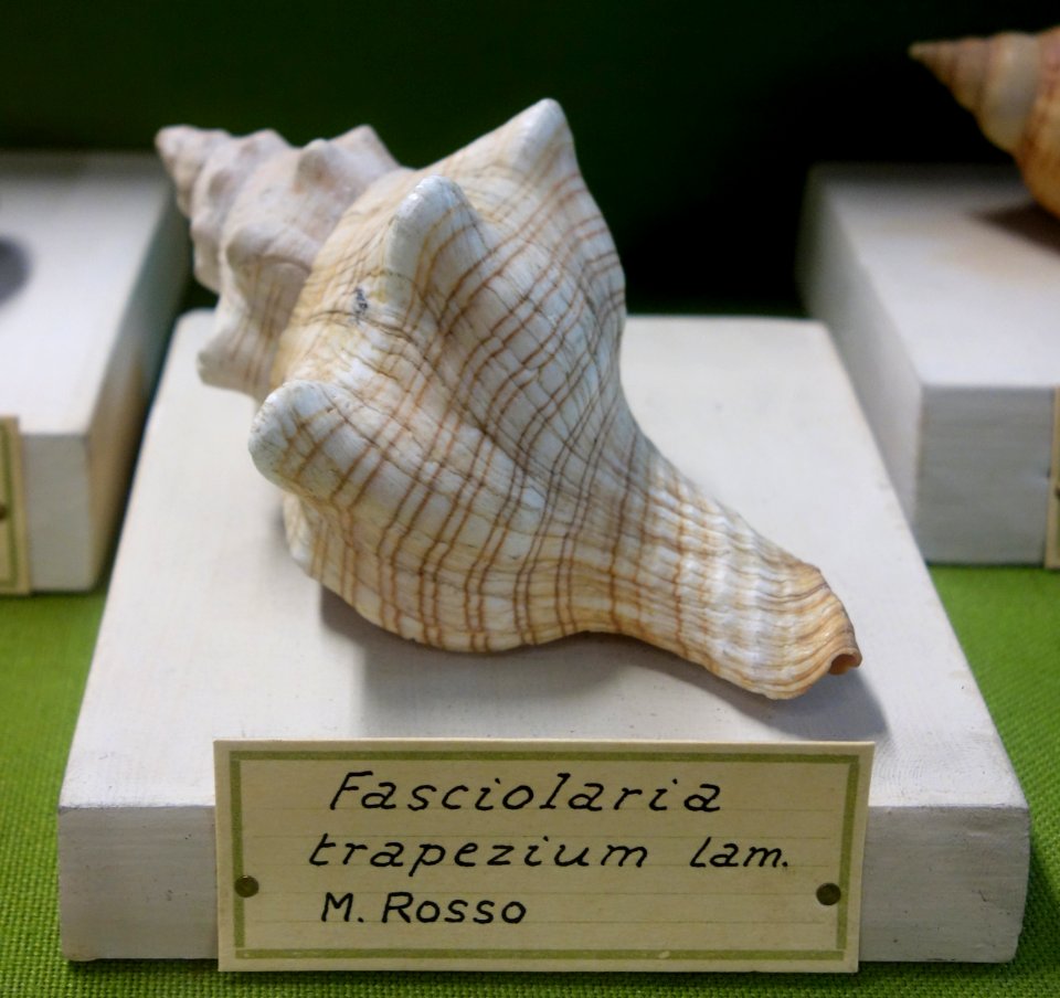 Pleuroploca trapezium (Fasciolaria trapezium) - Museo Civico di Storia Naturale Giacomo Doria - Genoa, Italy - DSC03269