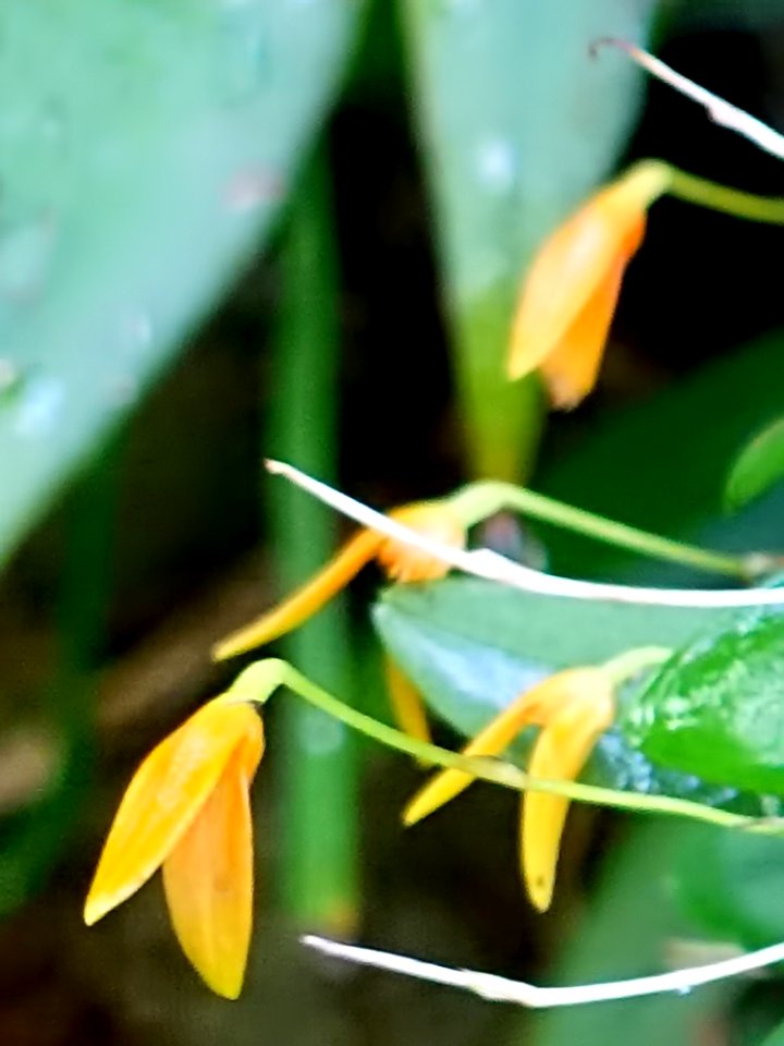 Pleurothallis barboselloides - Marie Selby Botanical Gardens - Sarasota, Florida - DSC00988 - cropped-1