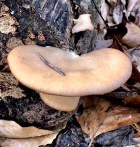 Pleurotus ostreatus 109117682