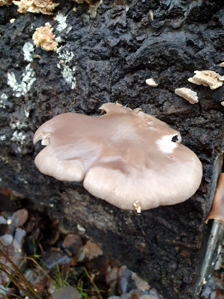 Pleurotus ostreatus 104803627